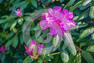 Catawba Rhododendron Wildflowers