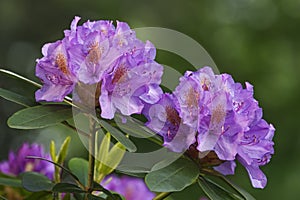 Catawba rosebay flowers photo