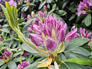 Catawba rosebay pink Azalea flower bud