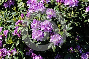 Catawba rosebay (Rhododendron catawbiense) flower blooming