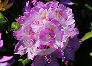 Catawba rosebay (Rhododendron catawbiense) flower blooming