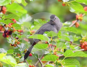 Catbird eating mulberry fruit on the tree
