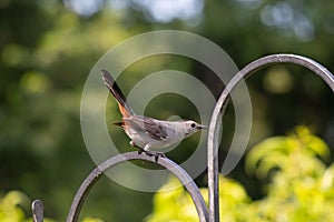 Catbird keeping at eye on me on top of the shepherds hook on my deck