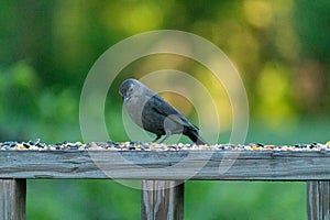 Catbird on the railing of my deck examining the food that surrounds him