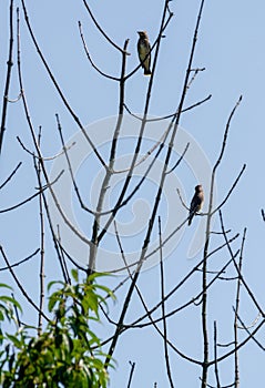 Catbirds perched on tree in forest