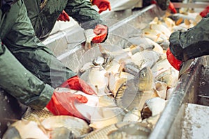 Catch biomass and manual sorting of fish