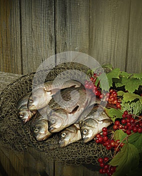 Catch of black carp and branches of red viburnum