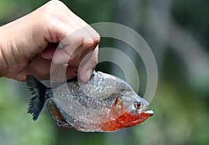 Catch of the day - an Amazon piranha photo