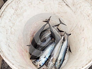 Catch of the day in Amed, Bali, Indonesia photo