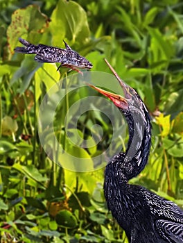 Catch of the Day for Anhinga photo