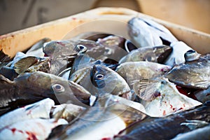 Catch of the day - Fresh Fish in Shipping Container