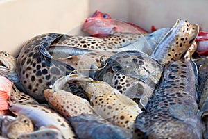 Catch of the day - Fresh Fish in Shipping Container