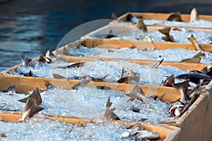 Catch of the day - Fresh Fish in Shipping Containers