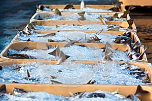 Catch of the day - Fresh Fish in Shipping Containers