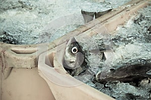 Catch of the day - Fresh Fish in Shipping Containers