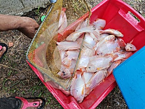 The catch of the day, fresh fishes ready to harvest in Penampang, Kota Kinabalu. Sabah, Malaysia. Borneo.