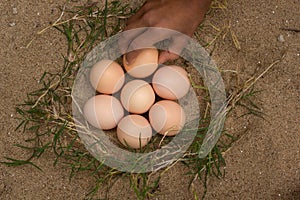 Catch the eggs from the nest of a chicken,Chicken's nest made o