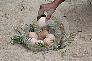 Catch the eggs from the nest of a chicken,Chicken's nest made o