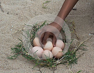 Catch the eggs from the nest of a chicken,Chicken's nest made o