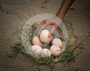 Catch the eggs from the nest of a chicken,Chicken's nest made o