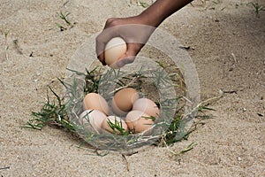 Catch the eggs from the nest of a chicken,Chicken's nest made o