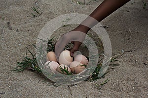 Catch the eggs from the nest of a chicken,Chicken's nest made o