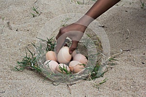 Catch the eggs from the nest of a chicken,Chicken's nest made o
