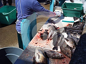 Daily catch on filleting table