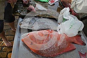 A Catch of Fish Being Prepared