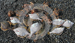 Catch of fresh flounder and crabs after fishing on the pebbly seashore