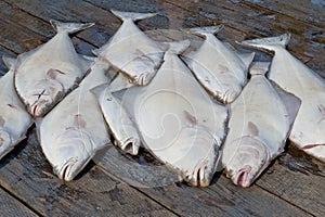 Catch of halibut photo