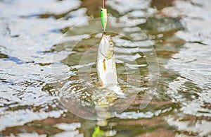 Catch me if you can. Fish hook bait. Fishing equipment. Leisure in nature. Transparent water. Hobby sport activity