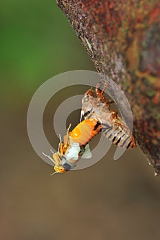 Cicada molting
