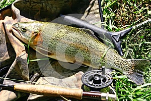 The catch rainbow trout