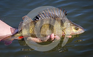 Catch & release for big perch