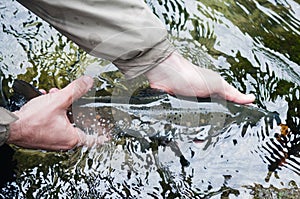 Catch and release: fishes tail