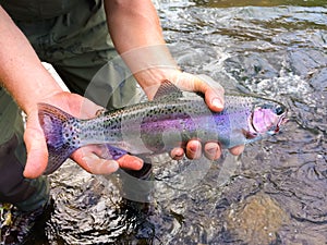 Catch and Release Native Rainbow Redside Trout