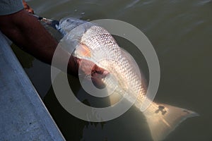 Catch and release a nice size redfish Back into the wild.