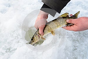 Catch and release small pike rule under winter fishing. Fisherman hands releasing fish into ice hole, closeup.