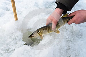 Catch and release small pike rule under winter fishing. Fisherman hands releasing fish into ice hole, closeup.