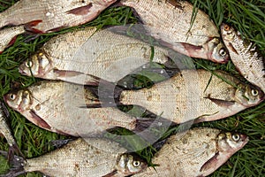 Catch of river fish from the splinter: bream, crucian carp, rudd, roach