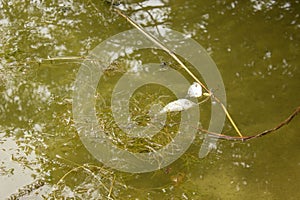 Catch of river fish from the splinter: bream, crucian carp, rudd, roach