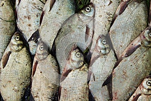 Catch of river fish from the splinter: bream, crucian carp, rudd, roach