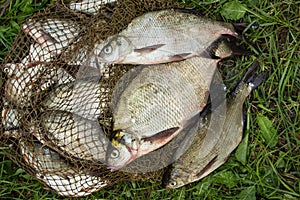 Catch of river fish from the splinter: bream, crucian carp, rudd, roach