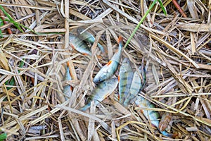 The catch of a rural fisherman lies on the shore of a pond in a reed leaf. Eight fish the size of a palm. European perch