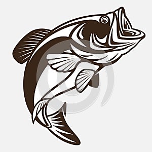 Catch Sea Bass Fishing