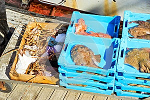 Catch sea lobster, redfish, Stingray and Monkfish