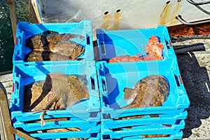 Catch sea redfish, Electric Stingray and Monkfish