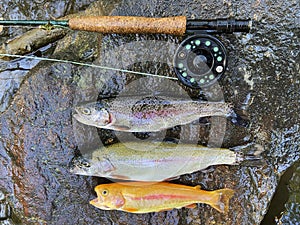 Catch of Three Trout From the Northwest Branch