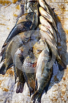 Catch of Tilapia, Inle Lake, Myanmar